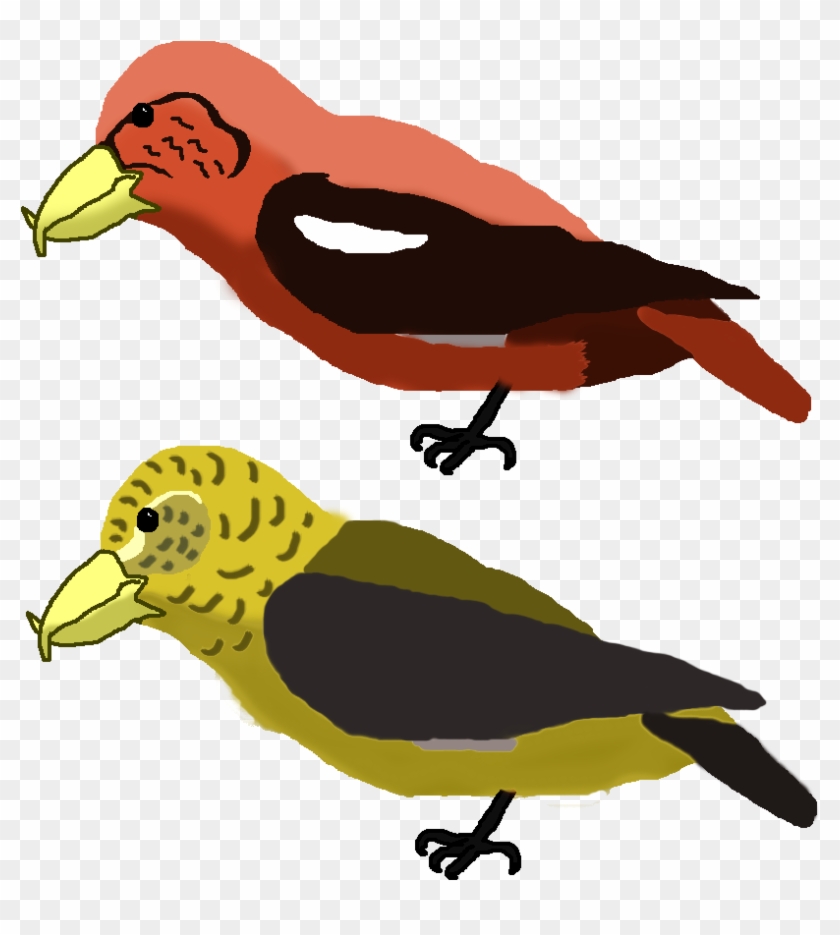 Featured Bird Archives - Crossbills #276985