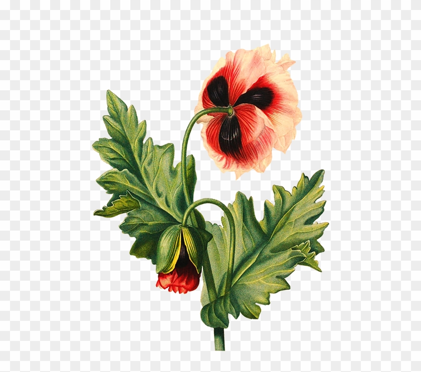 Scrapbooking Hisbiscus Flower, Poppy Flower Transparent - Flower Drawing Transparent Background #279707