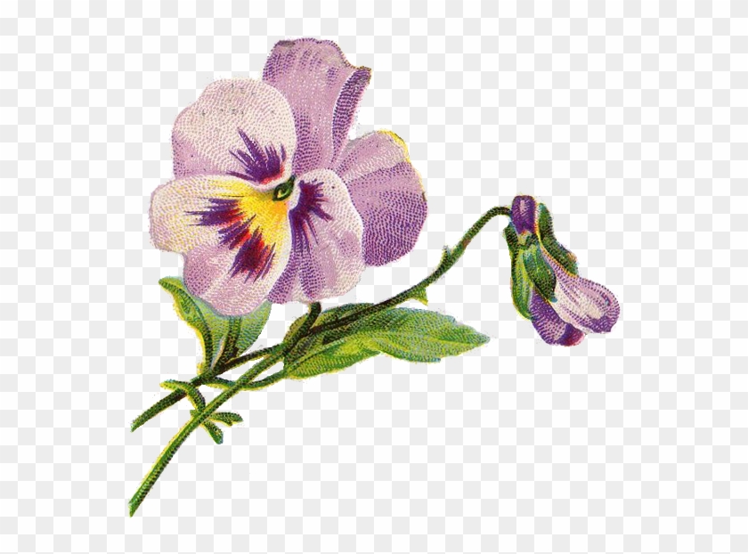 Vintage Pansy Free Png Image - Queers Were Here: Heroes & Icons Of Queer Canada #279773