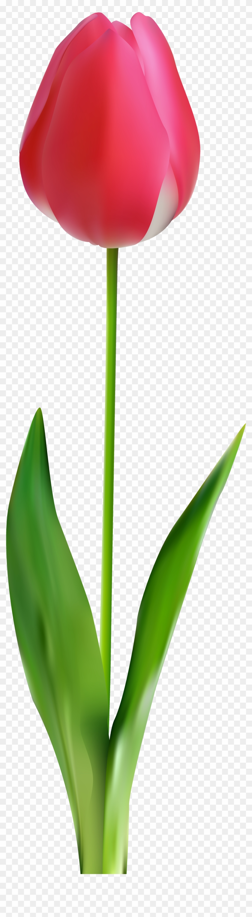 Tulip Png Clip Art - Botão De Rosas Png #280137