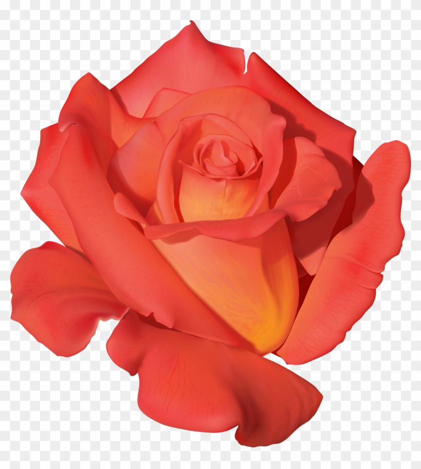 Orange Rose Png Clipart - Orange Rose Png Clipart #280415