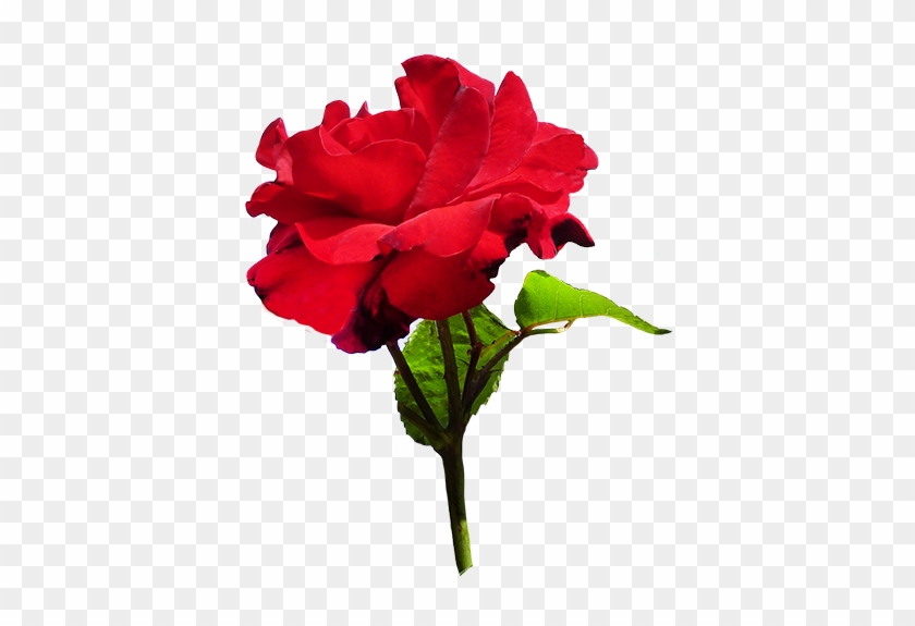 Download - Velvet Rose Png #280485