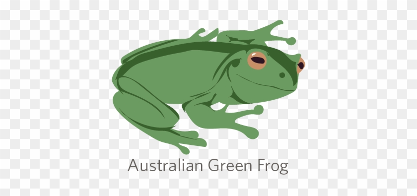 The Austro-papuan Tree Frogs - Toad #282718