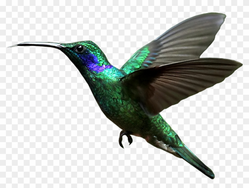 Hummingbird Transparent Background - Hummingbird Transparent Background #284074