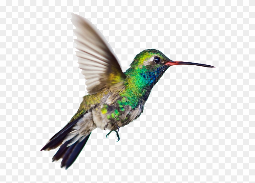 Hummingbird Clipart - Seven Letters From Paris: A Memoir [book] #284078