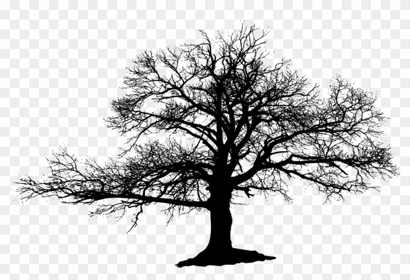 Dead Trees Black And White Drawings Download - Mountain And Tree Reflection Shower Curtain #284437