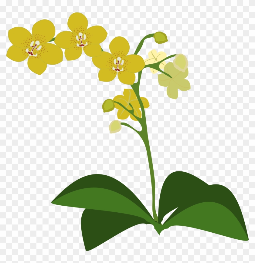 Clipart - - Spectacular Orchids: The Basics Of Growing Your Own #285871