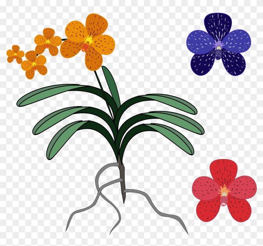 Clipart - - Spectacular Orchids: The Basics Of Growing Your Own #285890