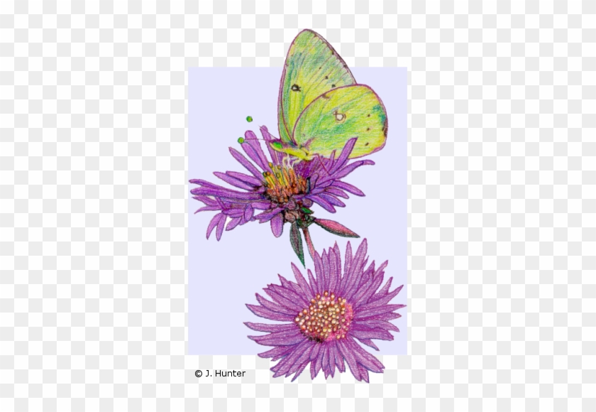 Color Nature Drawings - Color Nature Drawings #287066