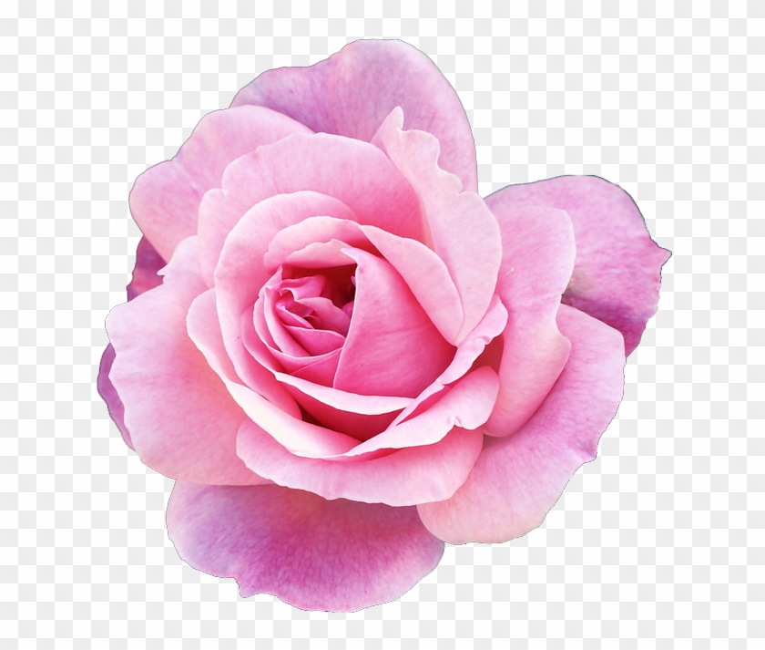 Pink Rose Clipart Png Tumblr - Exo Kyungsoo Edit #287106