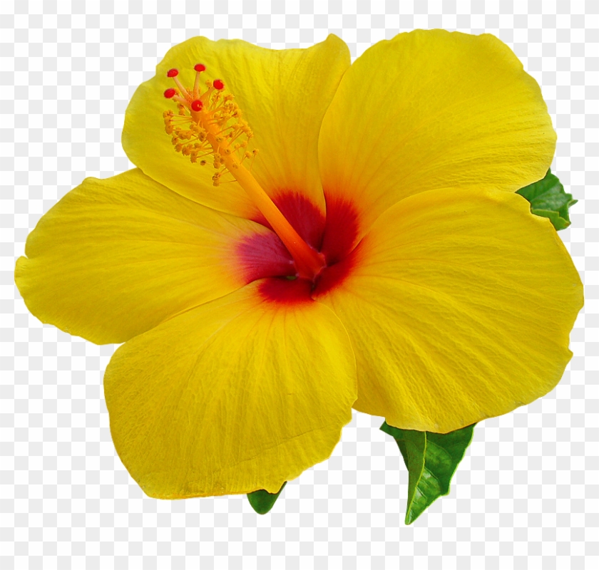 Hawaii Desktop Wallpaper Hibiscus Clip Art - Hawaii Desktop Wallpaper Hibiscus Clip Art #287755