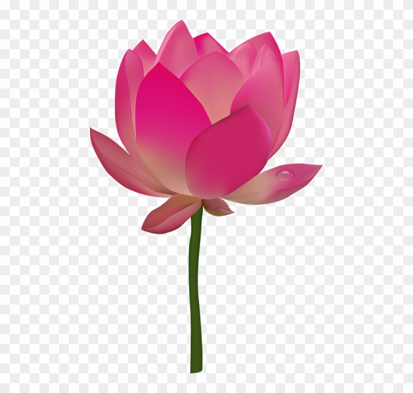 Tropical Flowers Clipart 17, - Lotus Flower Transparent #289301