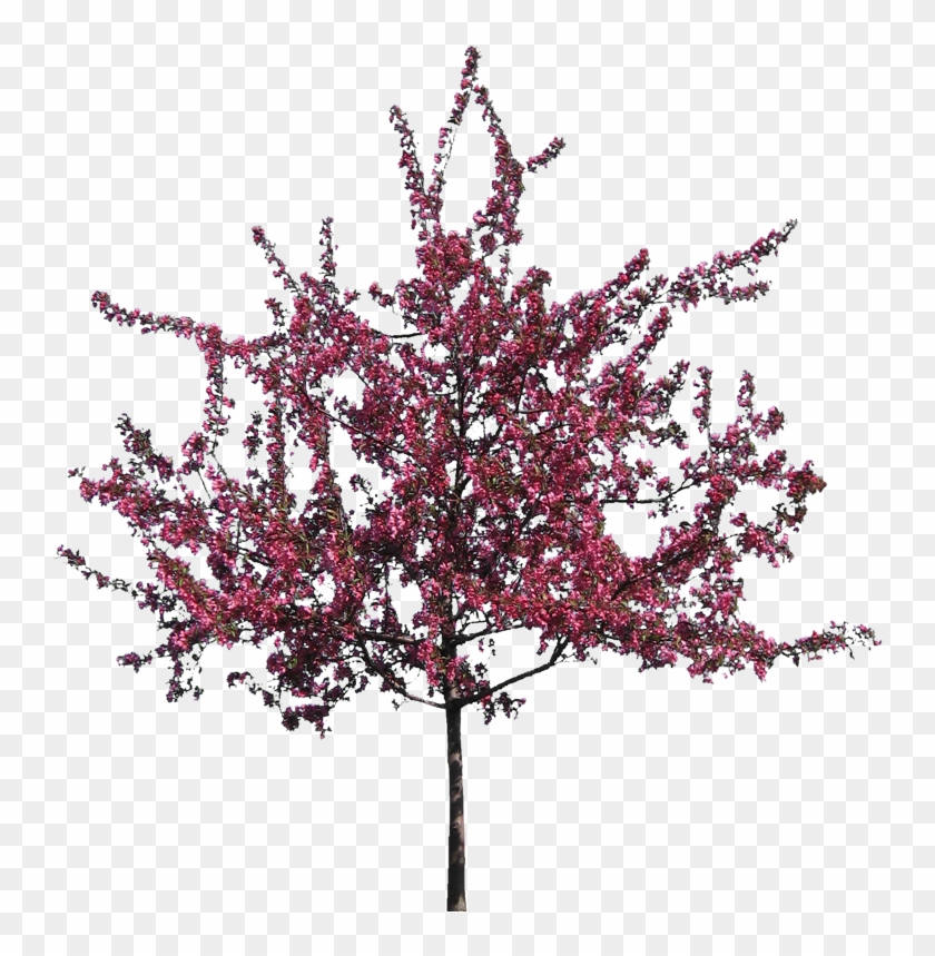 V - 8 - 7 740 - 0 Kbytes, Dvz - Flowering Trees - Crab Apple Tree #289776