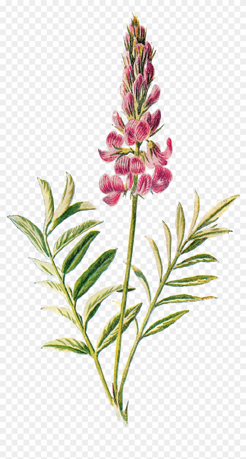 Wildflower Image Flower Illustration - Wildflower Image Flower Illustration #289779
