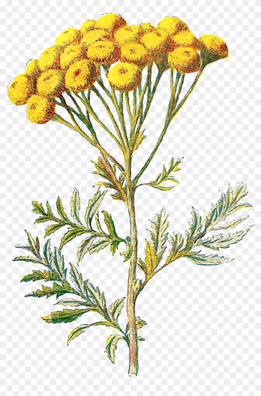 Wildflower Clip Art - Wildflower Clip Art #289861