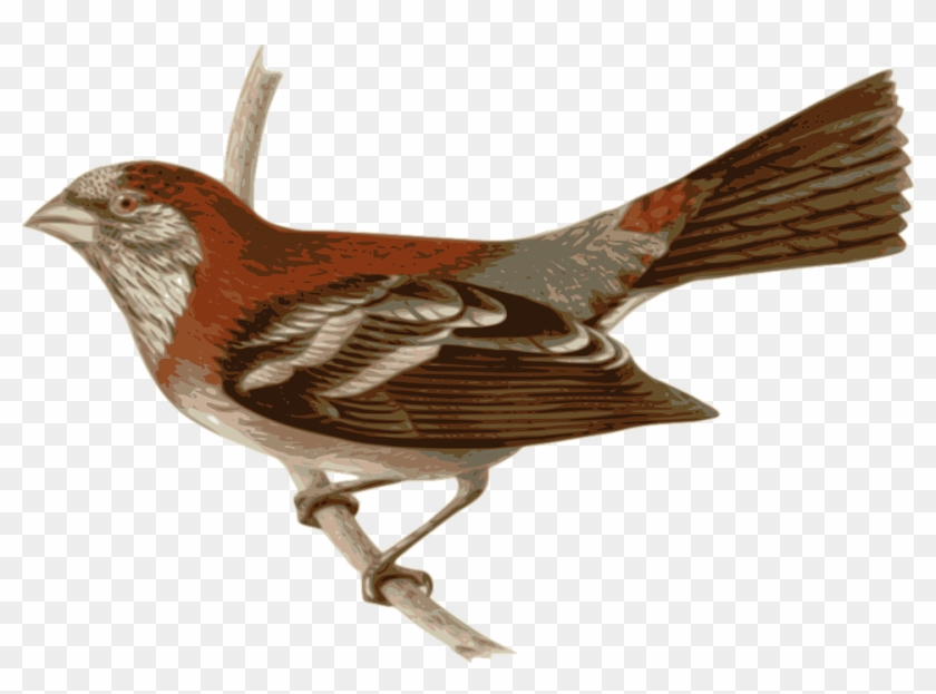 Tailorbird Svg - Ashton Wall Décor Llc 'french Birds Ii' Framed Painting #289947