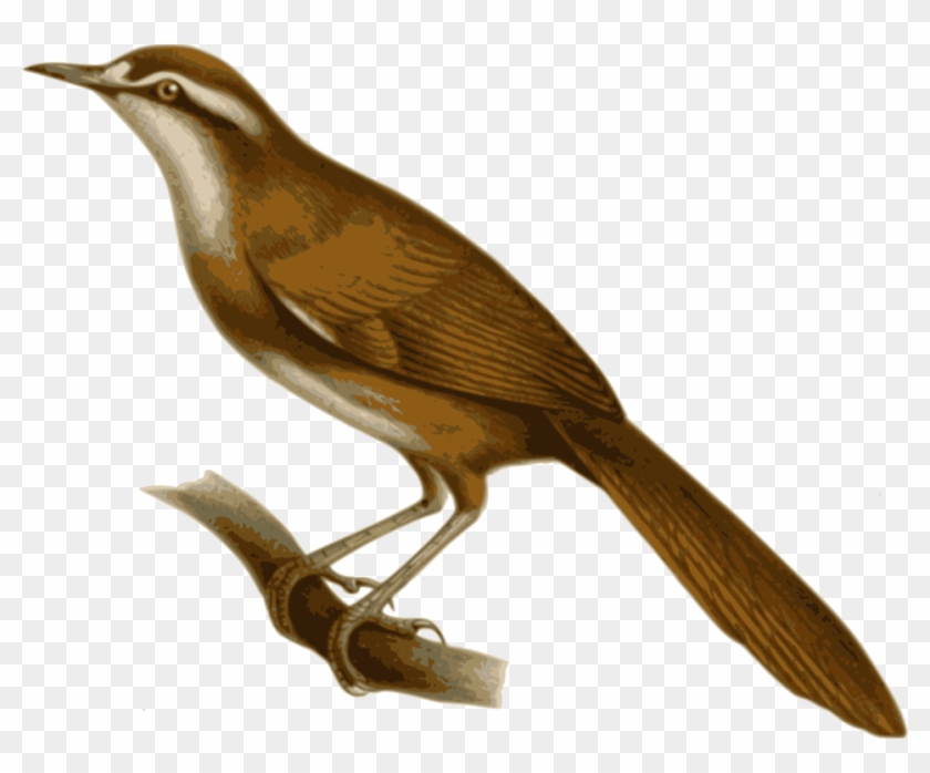 Bald Eagle Illustration - Burung Bul Bul Kartun #289949
