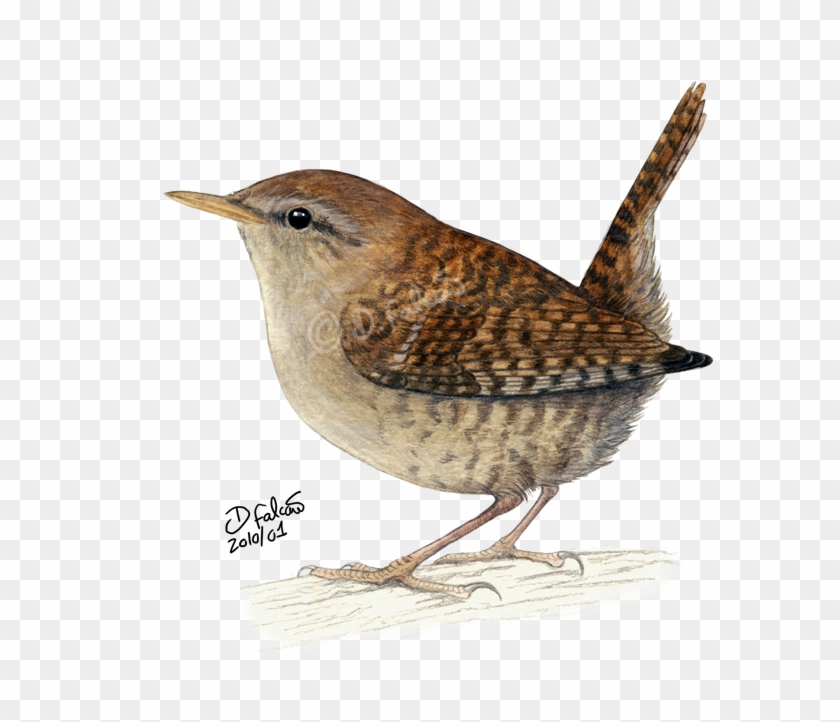 Wren Clipart Small Bird - Wren Png #290055