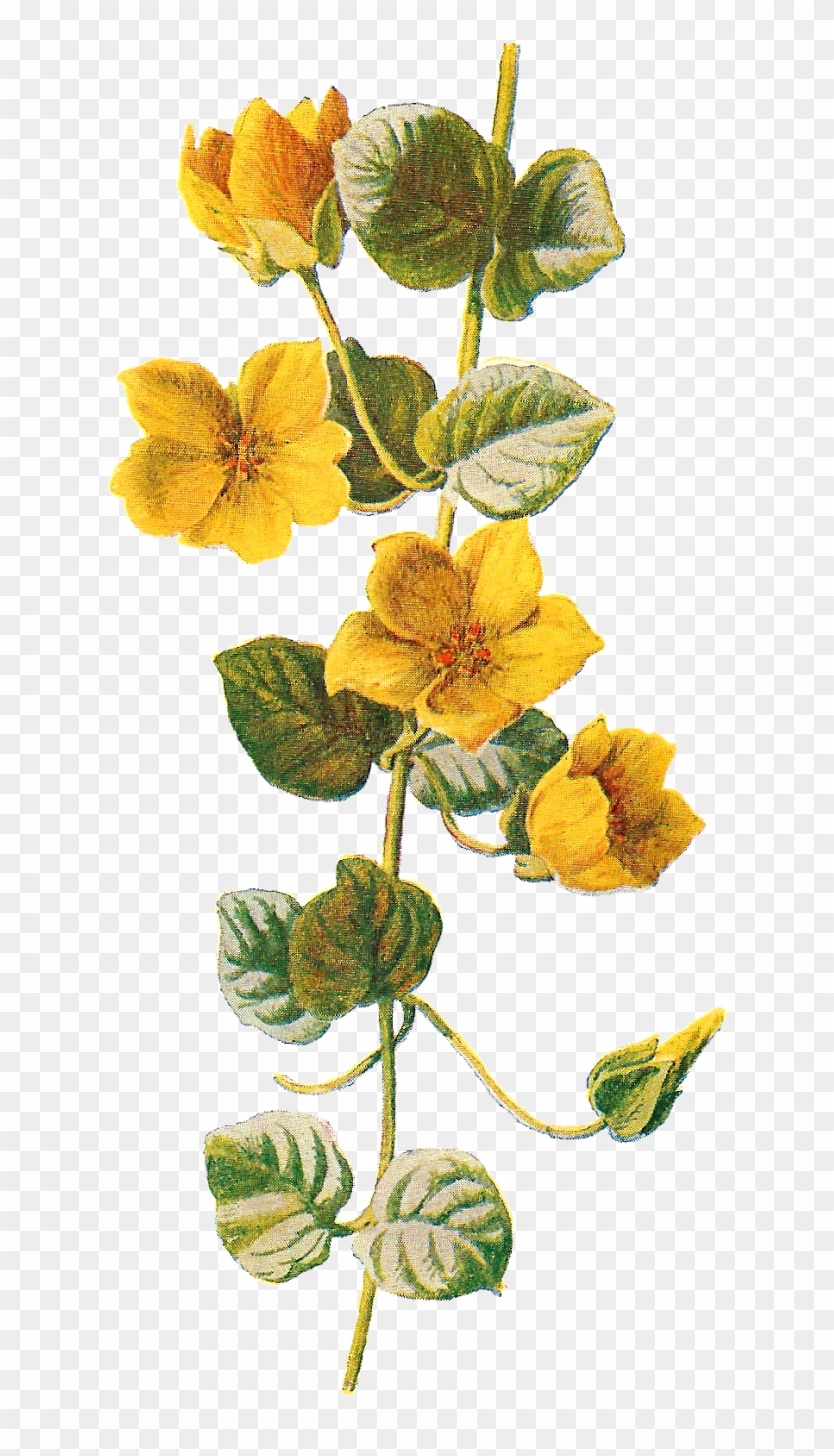Wildflower Clipart Different Flower - Botanical Flowers Png #290185