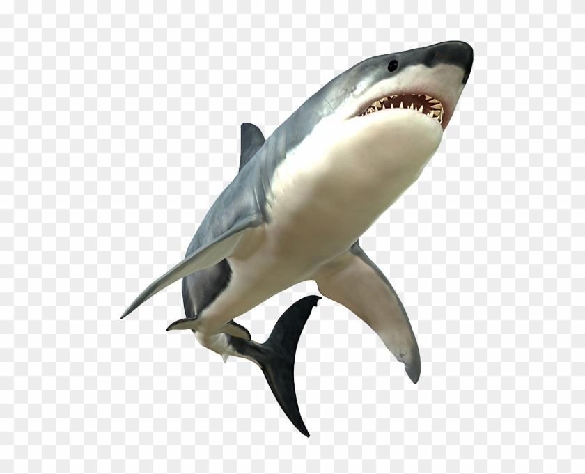 Shark Png Picture - Great White Shark Png #290648