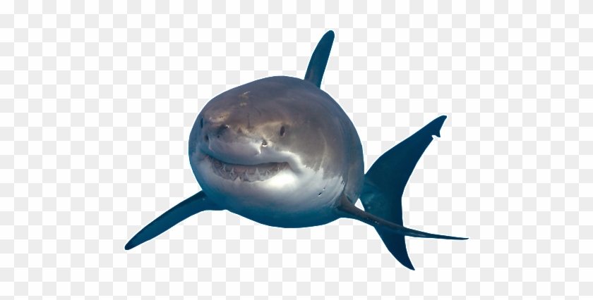 Shark Png Images Transparent Free Download Pngmart - Great White Shark Png #290829