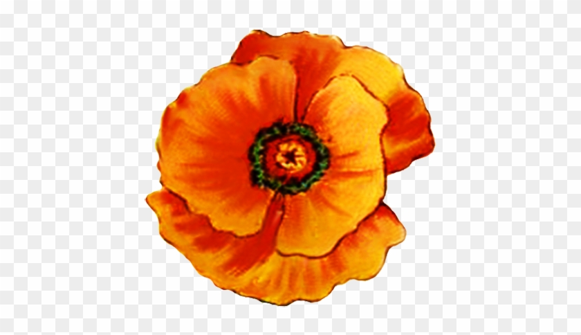 Head Of Poppy Flower - Orange Poppy Flower Clipart #291202