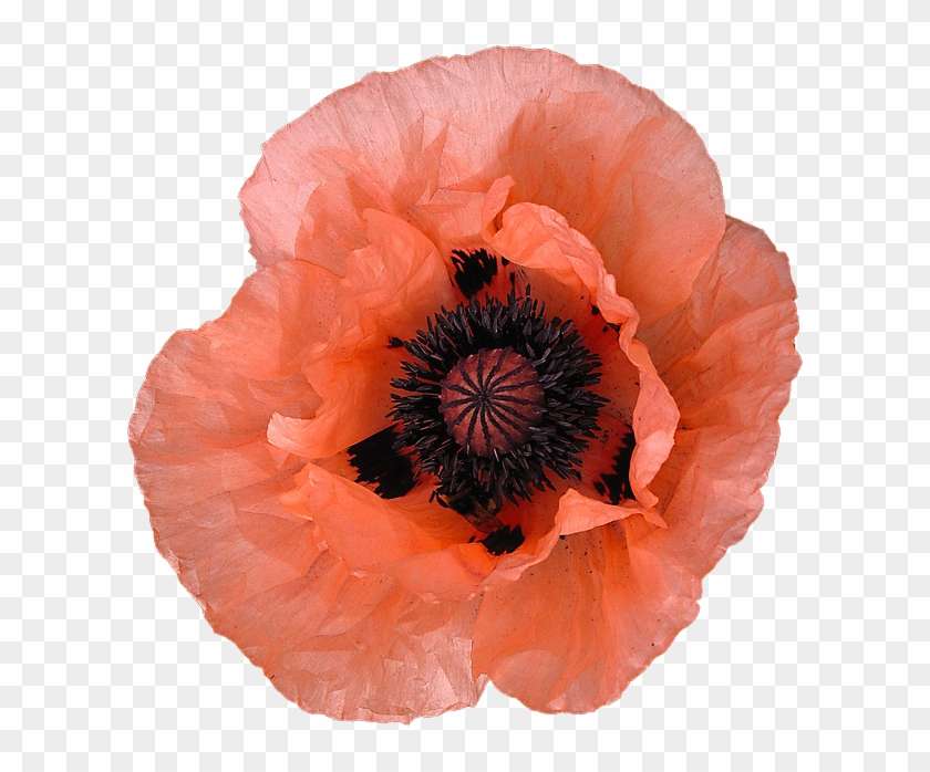 “ “khedive” Papaver Orientale - Schöne Korallenrote Mohnblume Save The Date Postkarte #291227