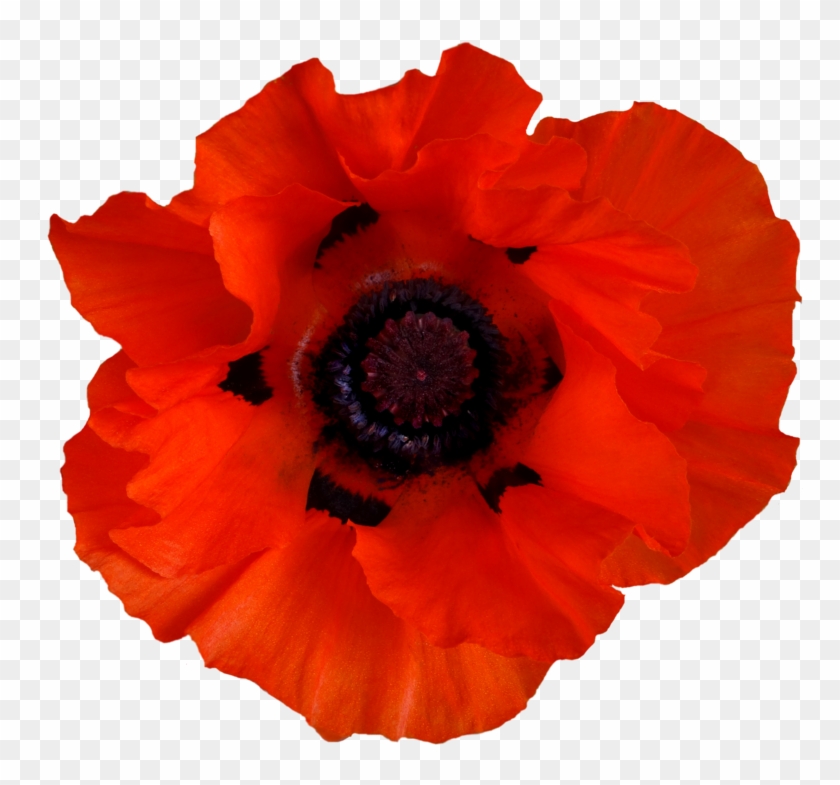 Poppy Png By Jeanmaryanne - Poppy #291230