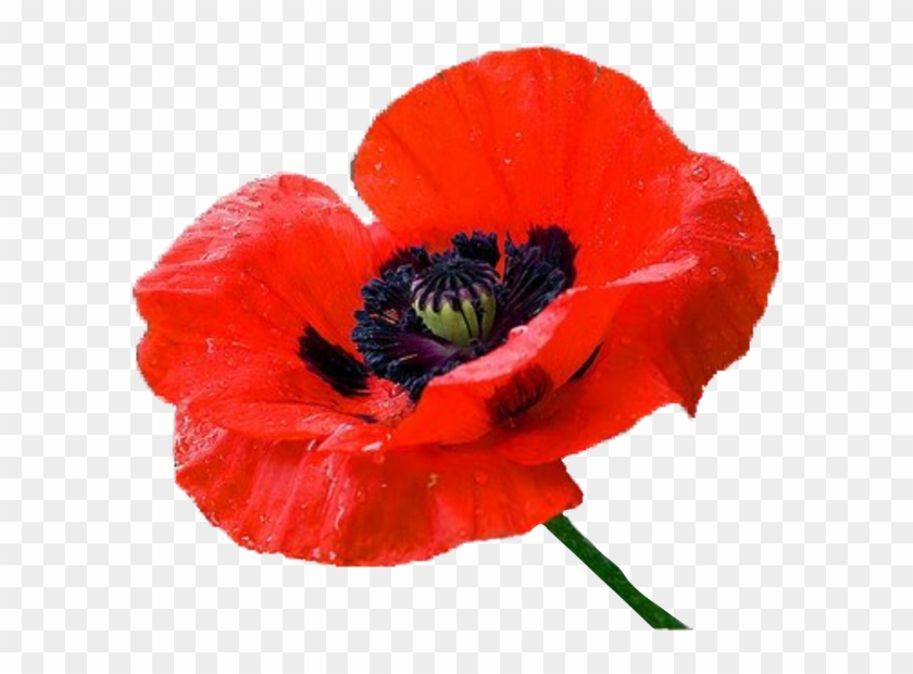 Poppy Imagespoppy Flowersflower - Мак Клипарт #291234