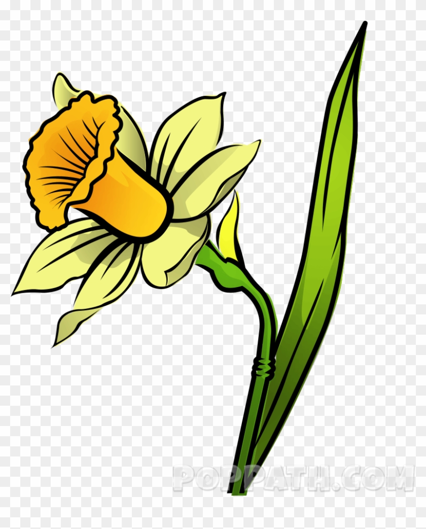 How To Draw A Daffodil Pop Path - Daffodil #291581