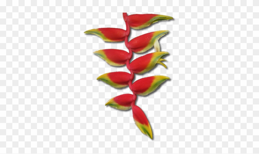Tropical Flowers Transparent Png #291667
