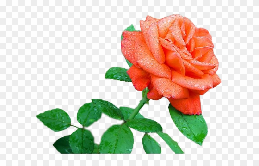 Garden Roses Flower Drawing Floral Design - Flower #291775