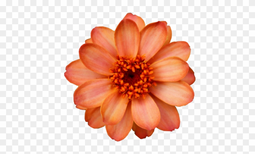 Hipster Vintage Design Orange Flowers Nature Pattern - Flower Cut Out Png #291819