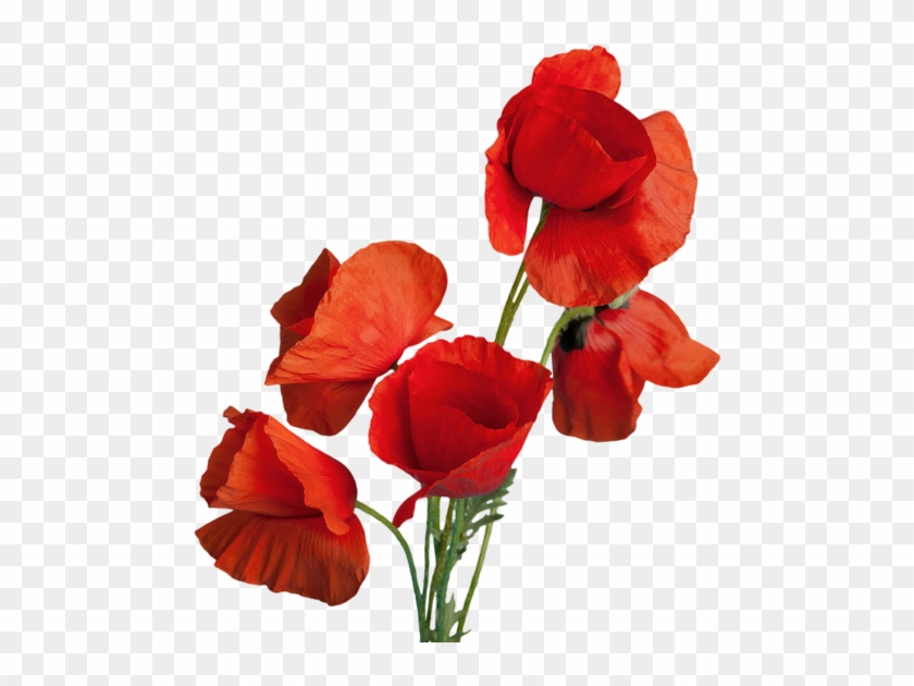 Red Poppy Flowers - Poppy #292162