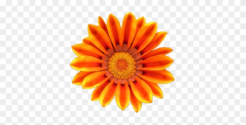 Orange Flower Clipart - Orange Flowers Clip Art #292371