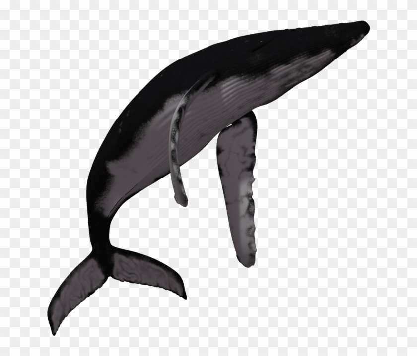 Transparent Dolphin Tumblr Download - Whale Jumping White Background #292839