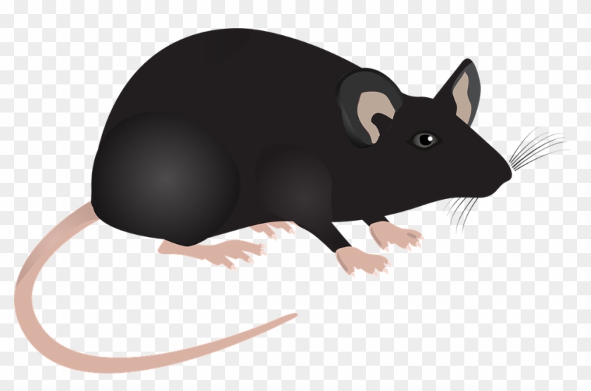 Cute Mouse Clipart 22, Buy Clip Art - Mouse Cartoon Science #293473