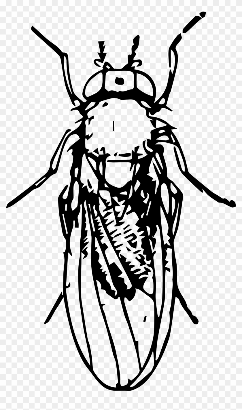 Fly - Insect #293591