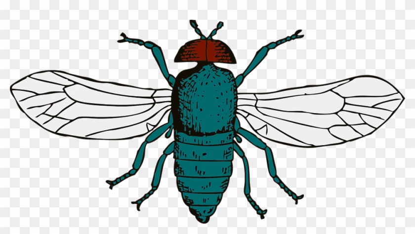 Cartoon Fly 27, Buy Clip Art - Cartoon Fly Shower Curtain #293611