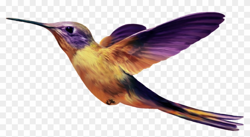 Birds Transparent Png Sticker - Hummingbird #294161