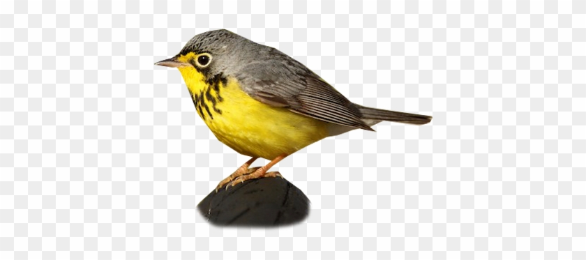 Canada Warbler - Western Meadowlark #294207