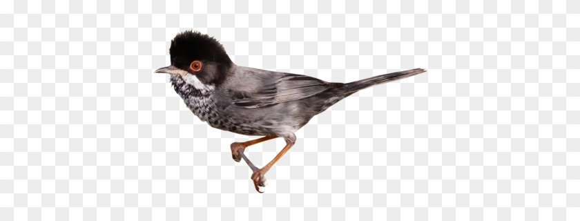 Kıbrıs Ötleğeni - Junco #294245