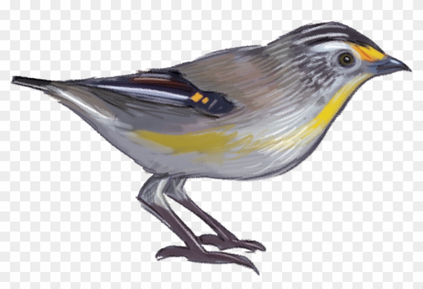 Striated-pardalote - Striated Pardalote #294252