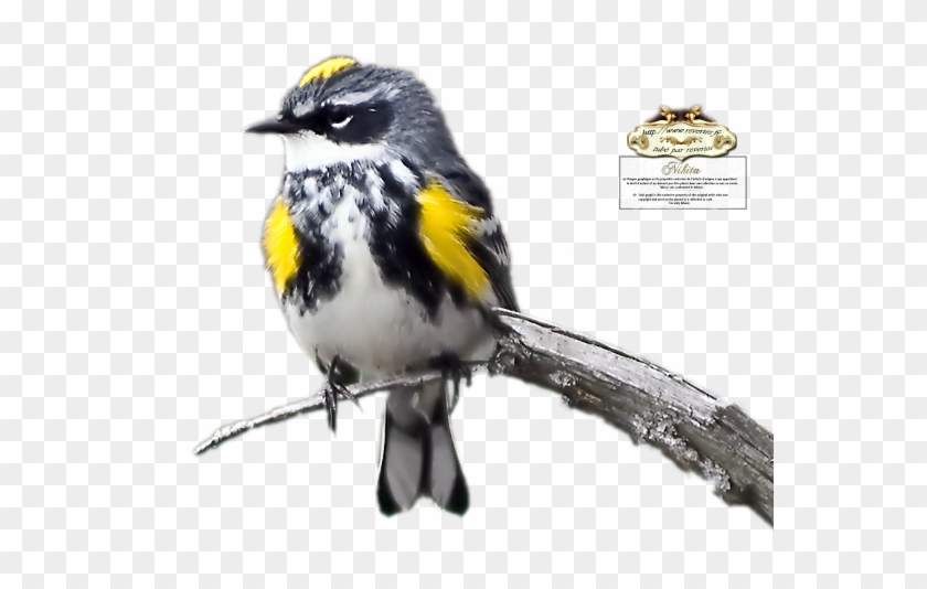 Yellow Rumped Warbler #294270