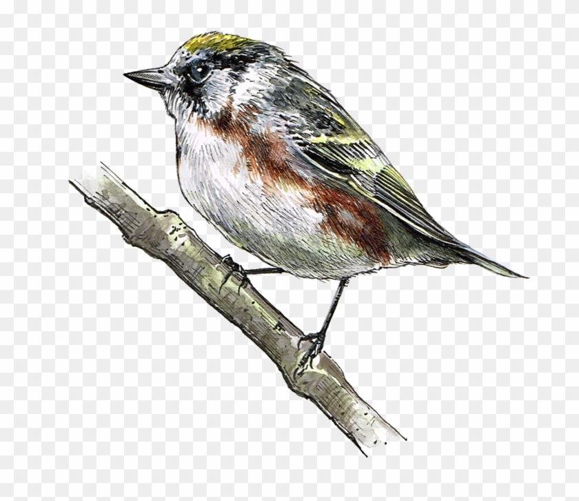 Chesnutsidedwarbler - Chesnutsidedwarbler #294277