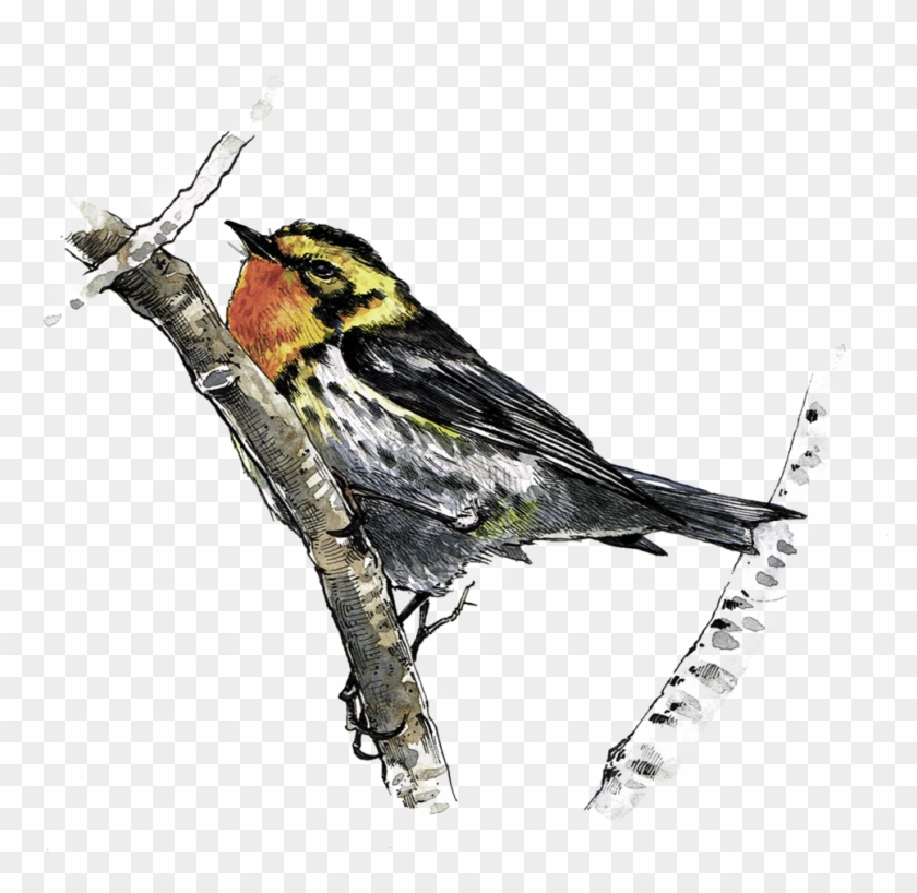 Blackburnian Warbler - Blackburnian Warbler #294299