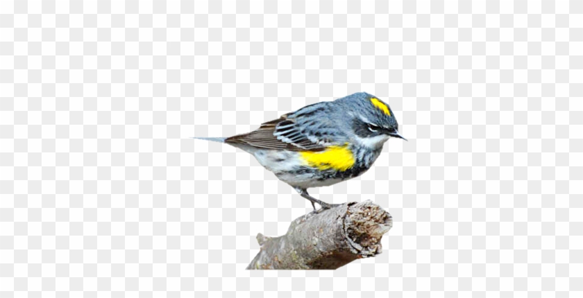 Vissza A Címoldalra - Yellow Rumped Warbler #294304