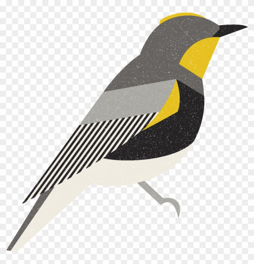 Yellowrumpedwarbler - Portable Network Graphics #294931