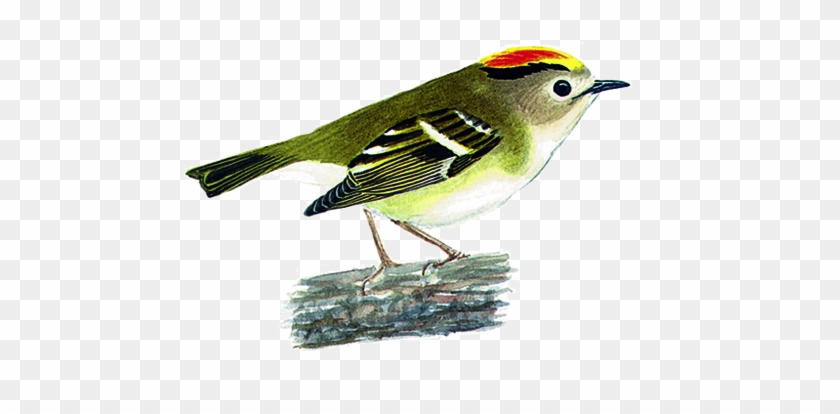 Goldcrest #294946