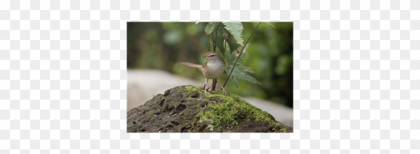 Manchurian Bush-warbler,cettia Diphone Poster • Pixers® - Japanese Bush Warbler #295095